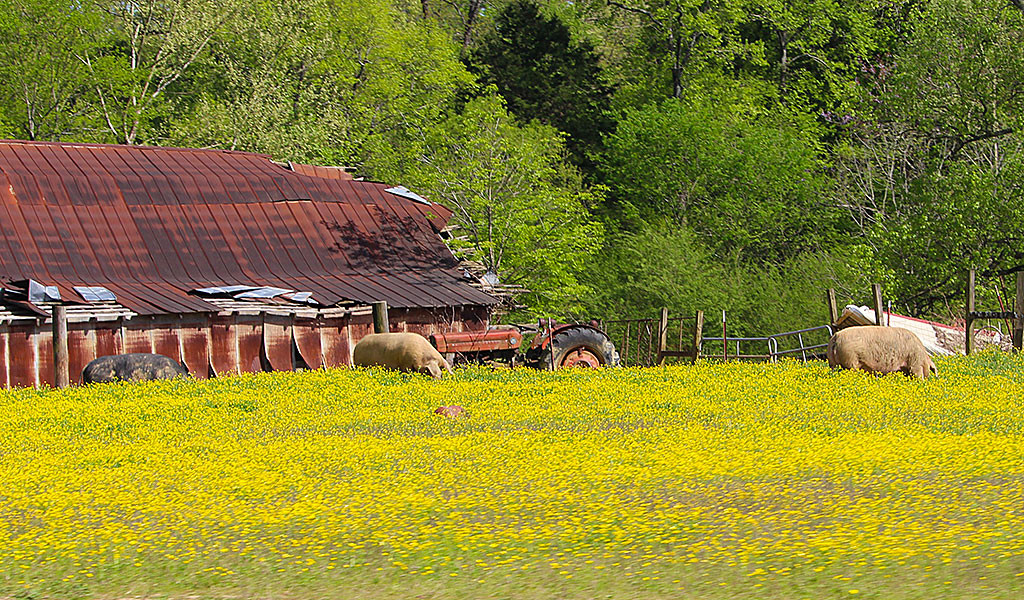 The Three Not So Little Pigs of Upper Snake Road