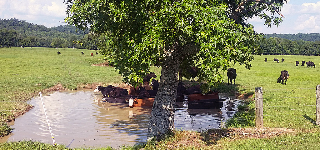 Cattle in Pond Cattle cooling off in a pond on a hot summer day